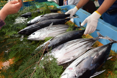 カツオの一本釣売り