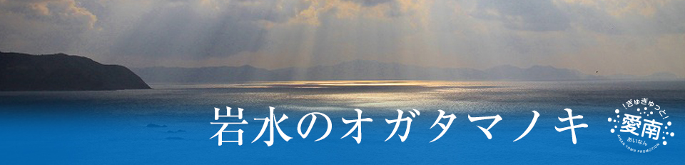 岩水のオガタマノキの画像