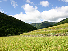 山出の棚田