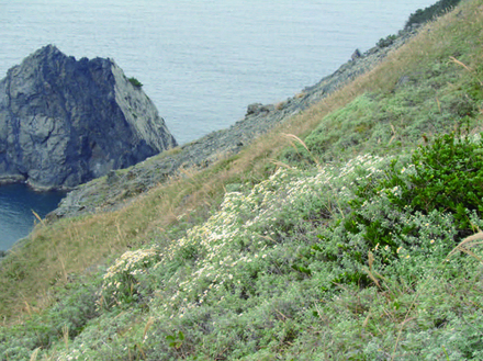 高茂岬