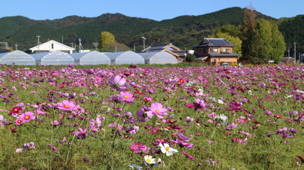 河野園芸（株）のハウス横のコスモスの画像