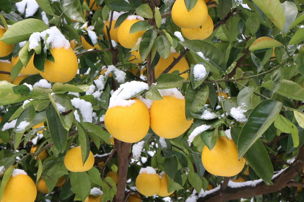 雪が積もった愛南ゴールドの画像