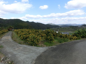 ユズ園地の画像