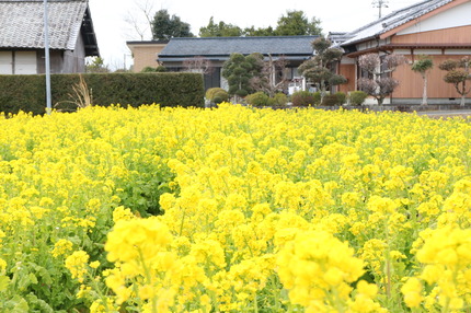 菜の花の画像